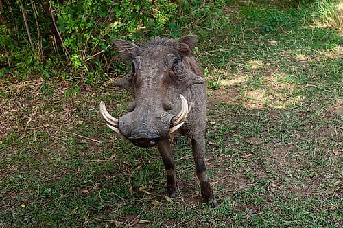 A Close-up portrait of a warthog-Phacochoerus africanus Masai Mara National Reserve-Kenya Nature Print